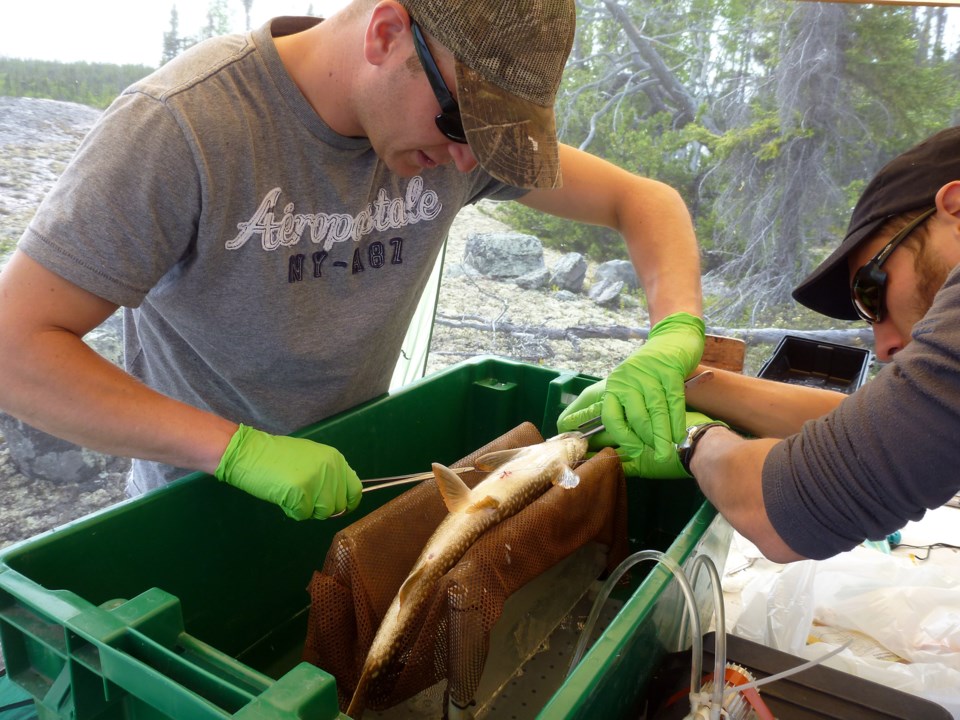 Lake trout study