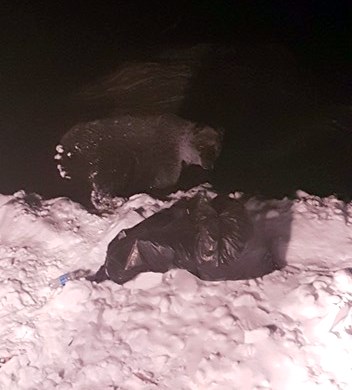 Bear copy