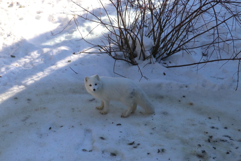 Arctic Fox