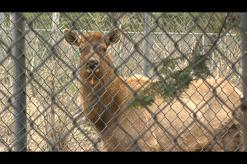 This is one of the three elk still living at the closed Chippewa Park wildlife exhibit (Avery MacRae/TBTV photo)