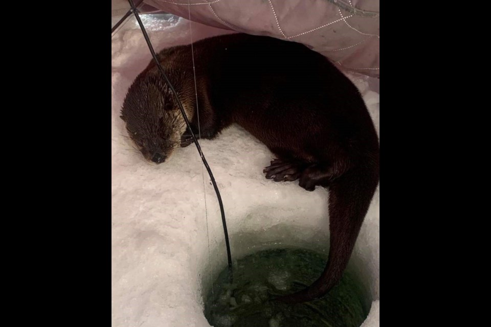 Dwight the otter pays regular visits to Steven Dumonski's ice-fishing hut near Sioux Lookout (submitted photo)