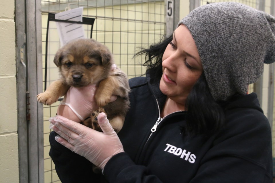 Cassandra Nordal, fundraising coordinator with Thunder Bay and District Humane Society, with one of the more than 30 dogs rescued in the region on Tuesday. 