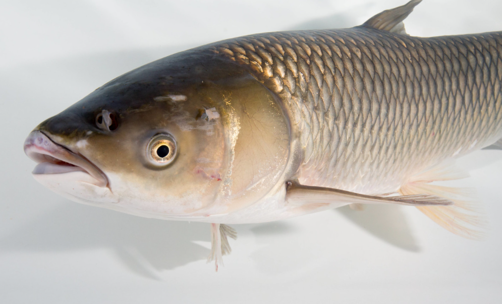 Ontario anglers asked to watch for Asian Grass Carp in the Great