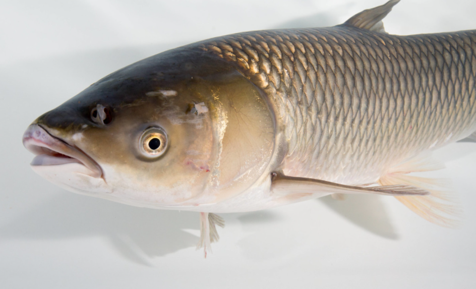 Grass carp