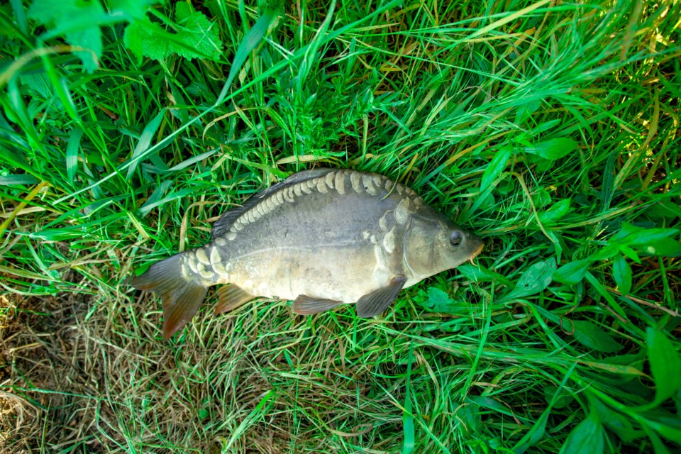 Grass carp