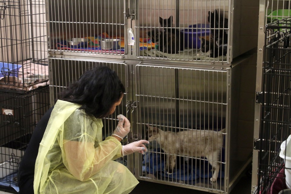 Cassandra Nordal, executive Director of the Thunder Bay District Humane Society, checks on some of the cats and kittens seized from a Cumming Street apartment. 