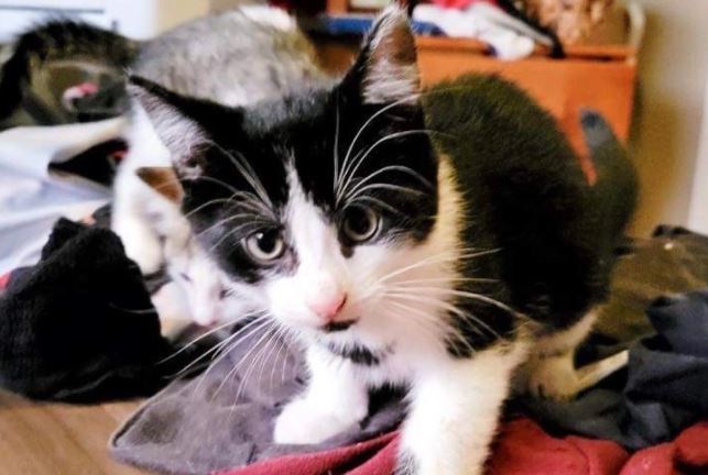 (Caring Hearts cat Rescue photo)