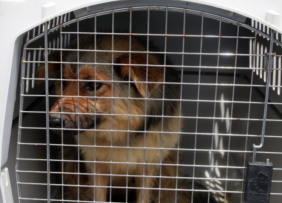 North Star Animal Transfer 2