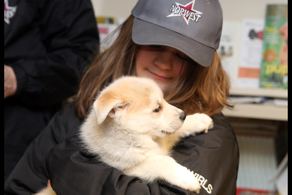 Mia Attema of the Norwest Stars Peewee A Team, volunteered along with her teammates at the Thunder Bay District Humane Society earlier this month. 
