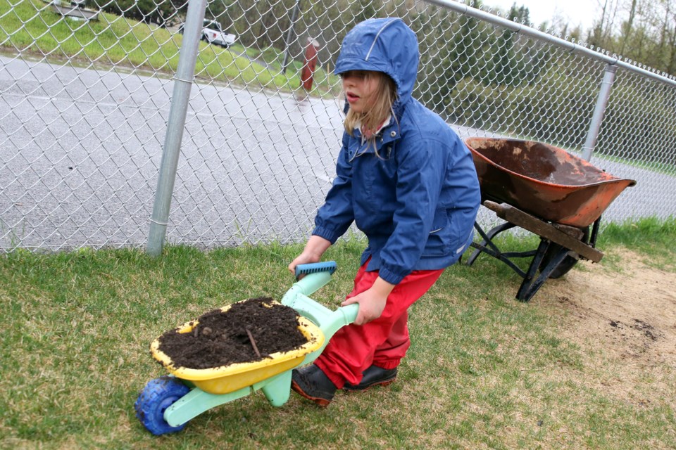 Ella Challen, 6, takes a wheelbarrow full of soil on Monday, May 29, 2017 to help fill newly installed flower boxes at Five Mile Public School (Leith Dunick, tbnewswatch.com). 