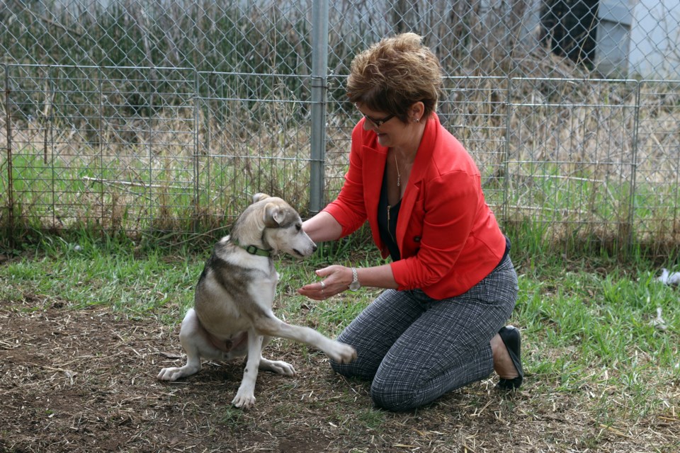 Dill, one of the dogs rescued from Longlac, plays in the yard at the Humane Society. 