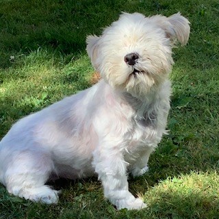 This is Sweetheart, now blind but otherwise recovered from her ordeal in Thunder Bay (Cathy Voelker photo)