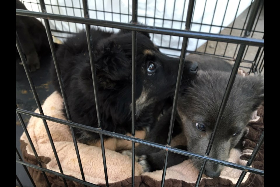 More than 70 dogs are making their way through Thunder Bay on the way to Southern Ontario after being rescued from remote communities. (Photos supplied by Amanda Bay). 