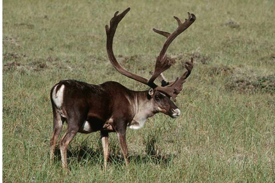 Caribou