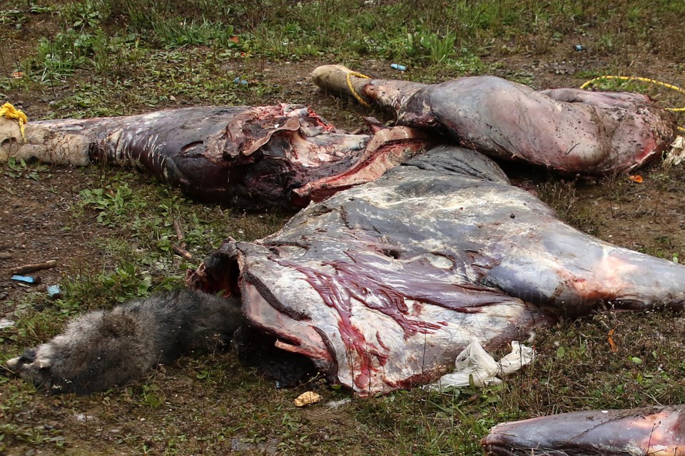 Moose carcass