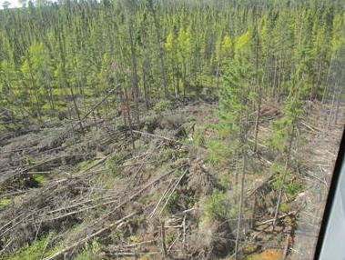 The Sakwite Prescribed Burn in the Fort Frances District (before and after) burned away storm-damaged forests and provided access for future aerial seeding. (MNR)