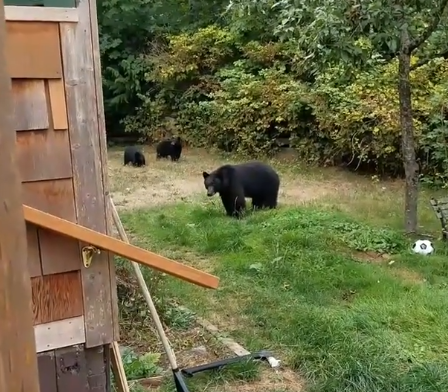 BackyardBears