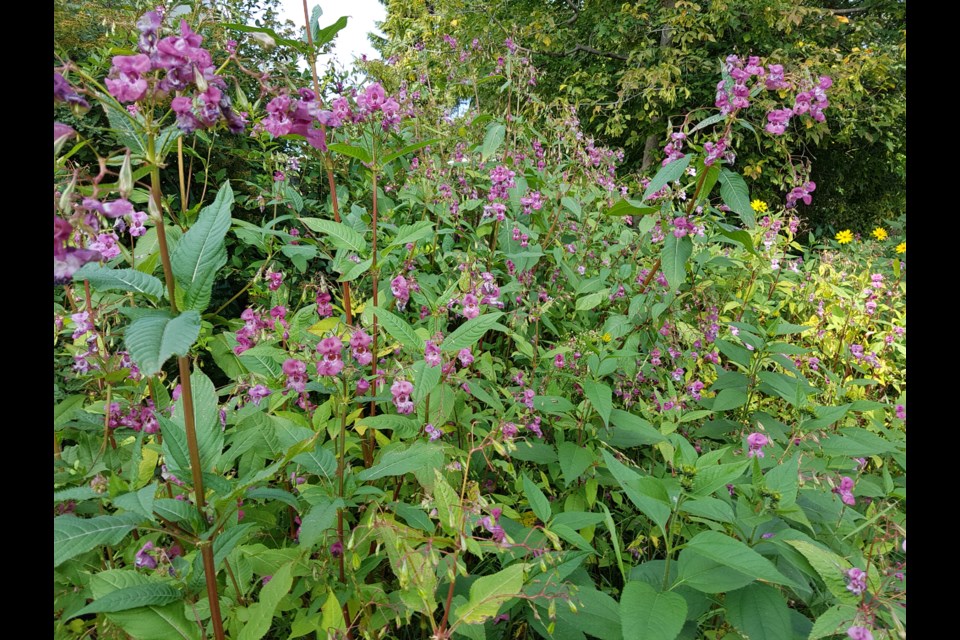 Its flower is a pretty pink, but the Himalayan Balsam can quickly take over from native plants