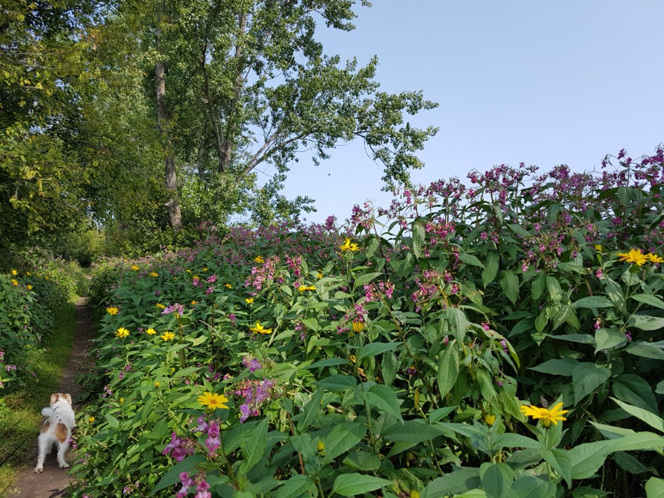 Himalayan Balsam 2