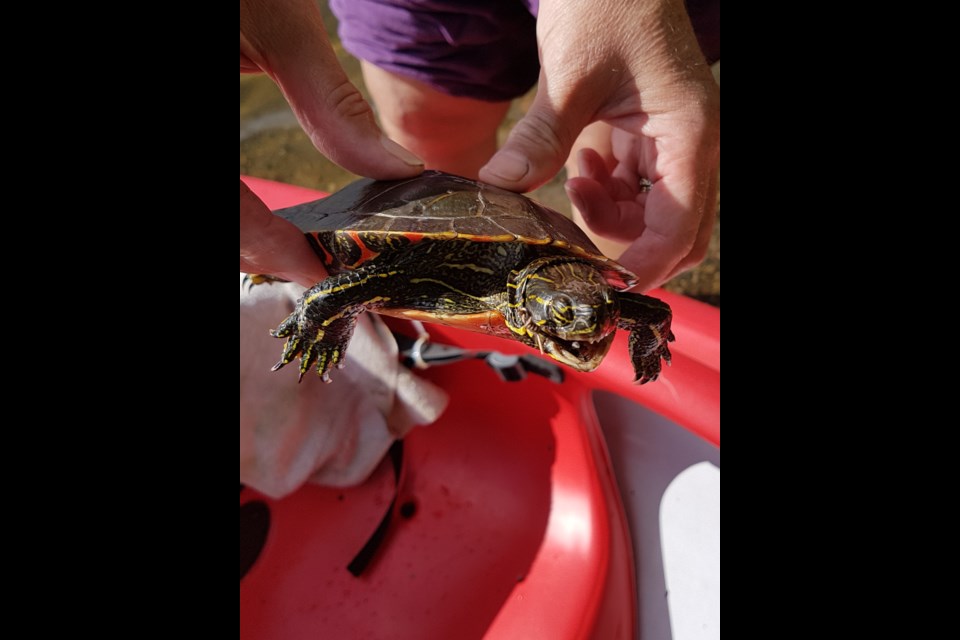 The hook left the turtle's jaws unable to close. (Gary Rinne, tbnewswatch.com).