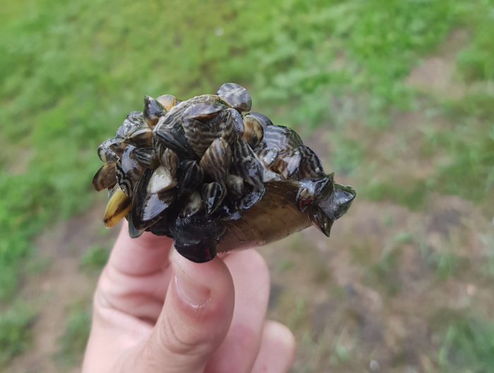 Zebra Mussels