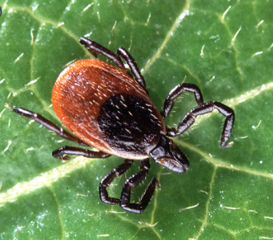 blacklegged tick new