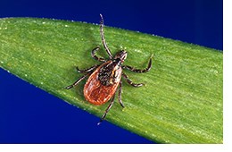 blacklegged tick