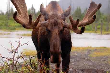 Bull moose