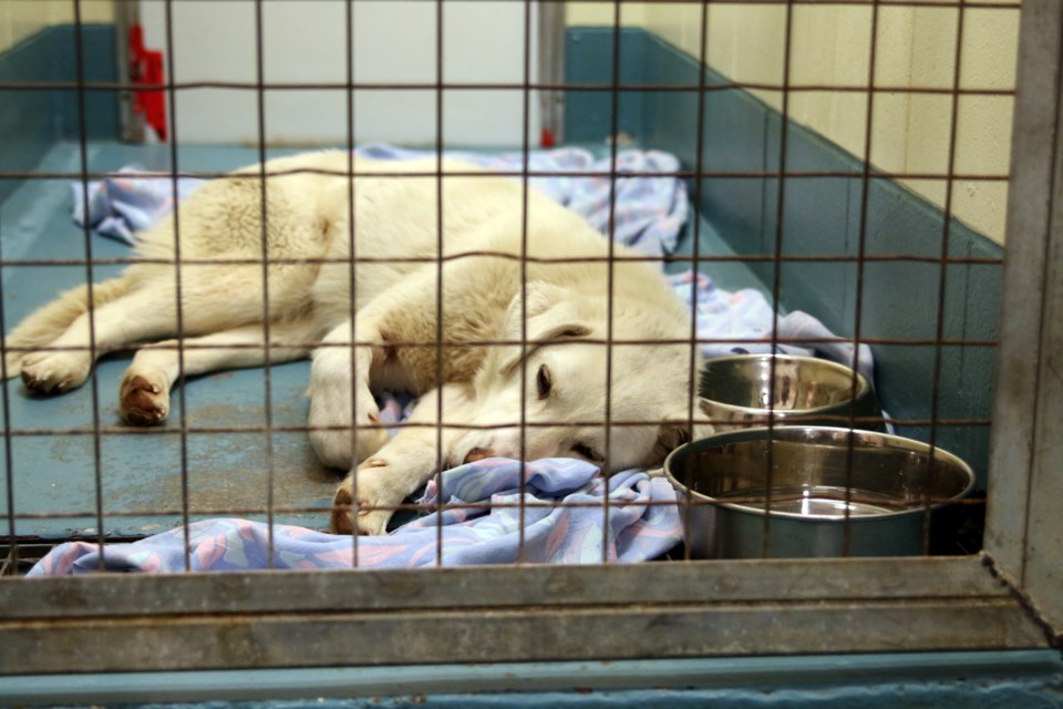 The Thunder Bay District Humane Society accepted 30 dogs rescued by Manitoba Underdogs Rescue from a remote northern Manitoba community over the weekend. (Photos by Doug Diaczuk - Tbnewswatch.com). 
