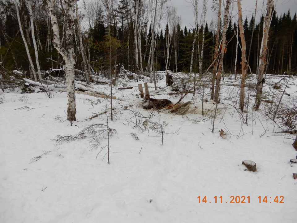 Moose hidden under stump