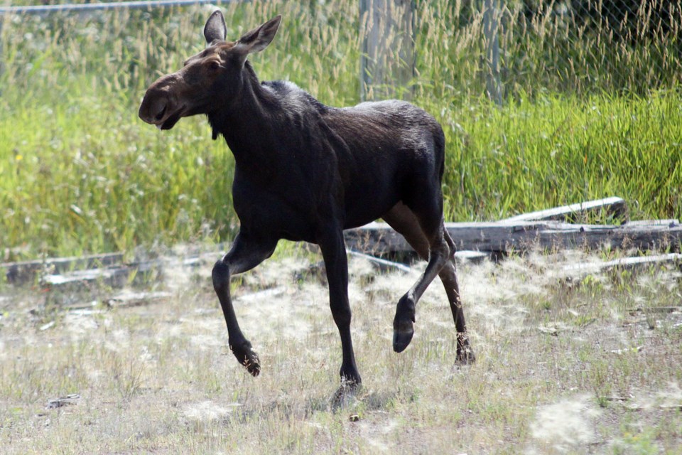 Moose