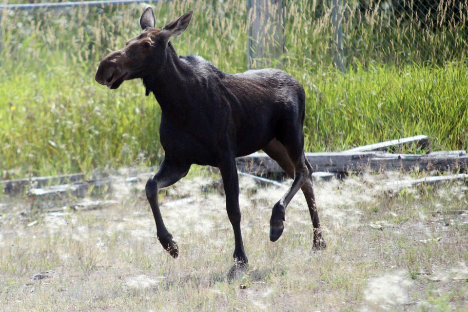 A moose was seen running around the former Great West Timber property along the city's waterfront on Wednesday, August 15, 2018. (Matt Vis, tbnewswatch.com)