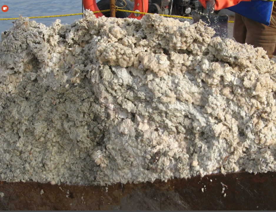 harbour sludge