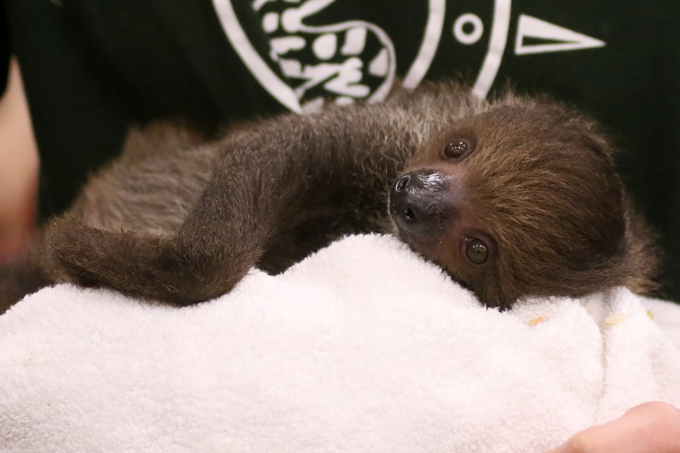 Linus, a one-year-old sloth, is the star attraction of Little Ray's Reptile Zoo, featuring exhibits from Feb. 1 to Feb. 4, 2018 at the Moose Hall. (Leith Dunick, tbnewswatch.com)