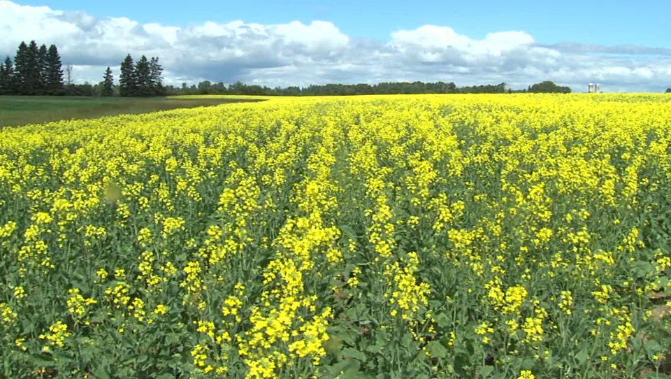Canola