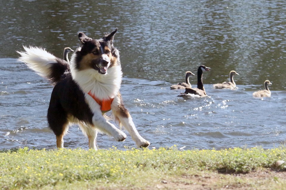 Chachi the dog chases away a flock of Canada geese from the shoreline at Marina Park on Monday, July 16, 2018. (Leith Dunick, tbnewswatch.com)