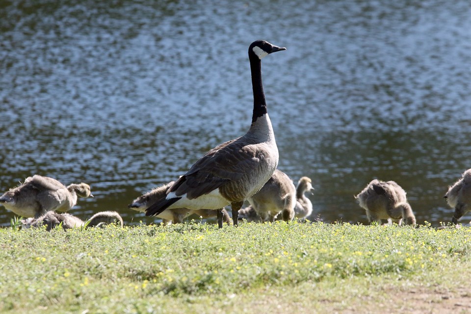 Canada goose for dogs top