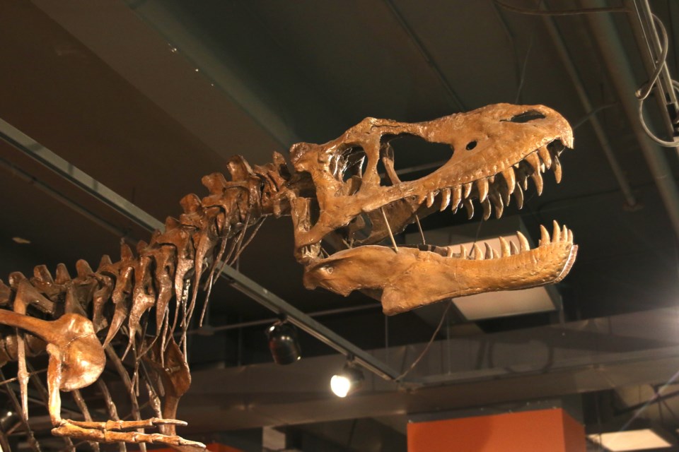 The Thunder Bay Museum has opened its new and expanded Dinosaur Exhibit, which still features the already popular Albert, an Albertosaurus. (Photos by Doug Diaczuk - Tbnewswatch.com). 
