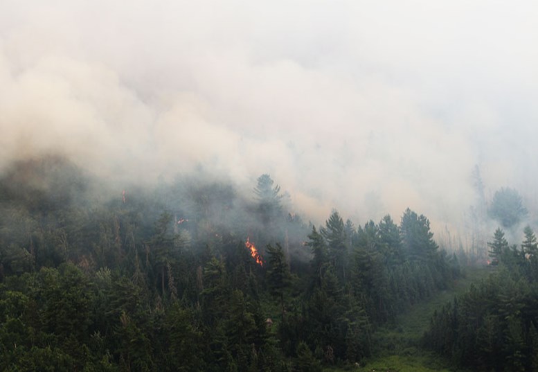 Forest fire smoke