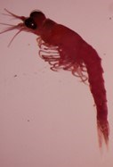 The Bloody Red Shrimp, 6-13 mm long, is native to the Black Sea (L.Superior Research Institute)