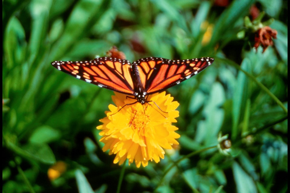 The monarch butterfly is under threat (Tbnewswatch file)
