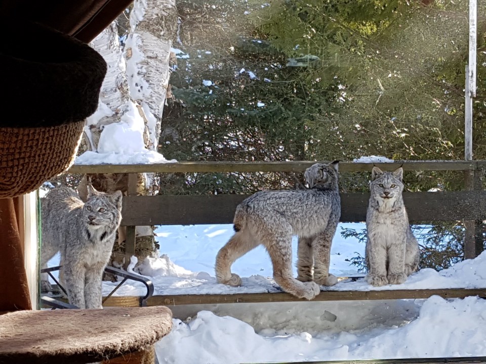 3 lynx