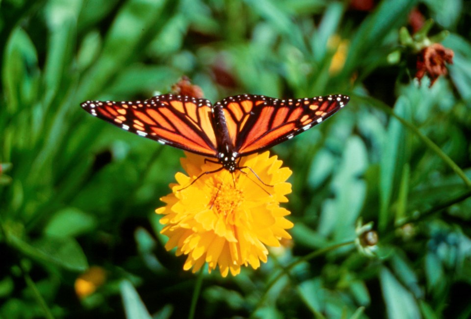 monarch_butterfly_flower