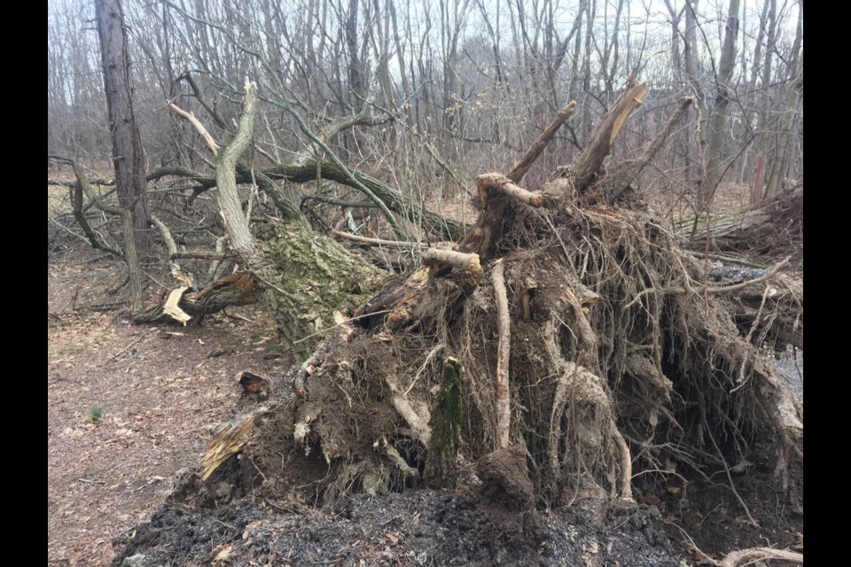 Crew is removing downed trees and restoring power (Geoff Miller photo)