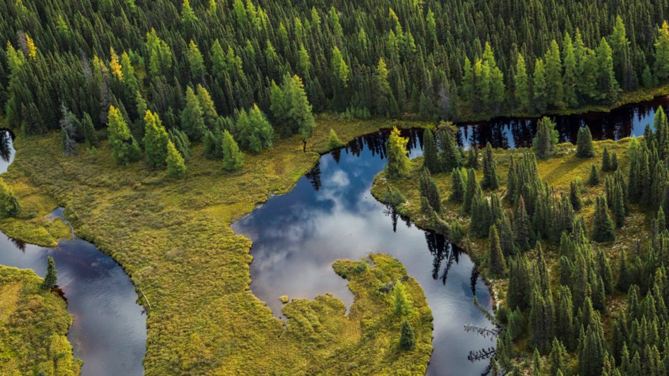 boreal forest