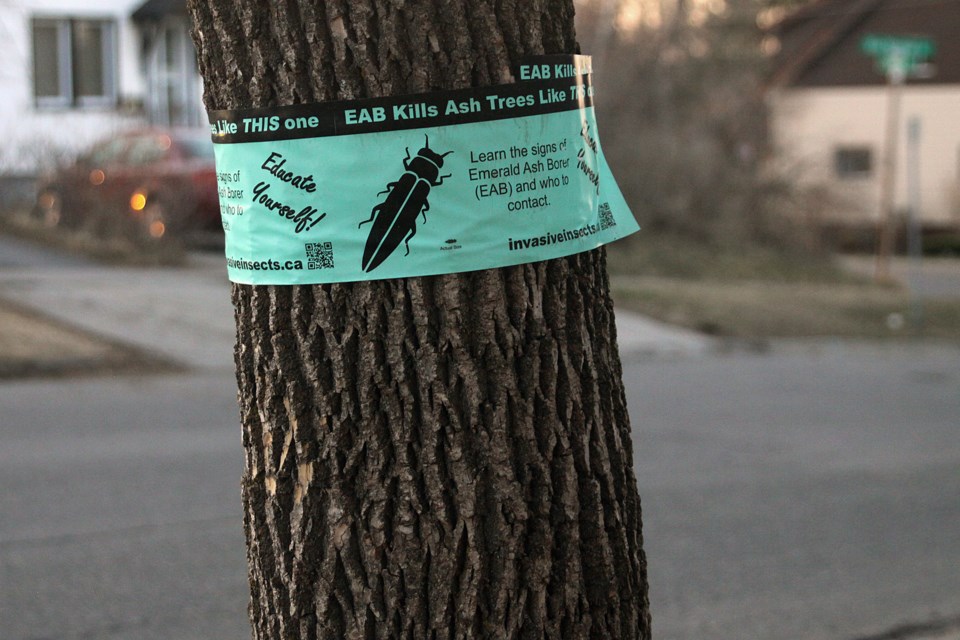 Emerald ash borer