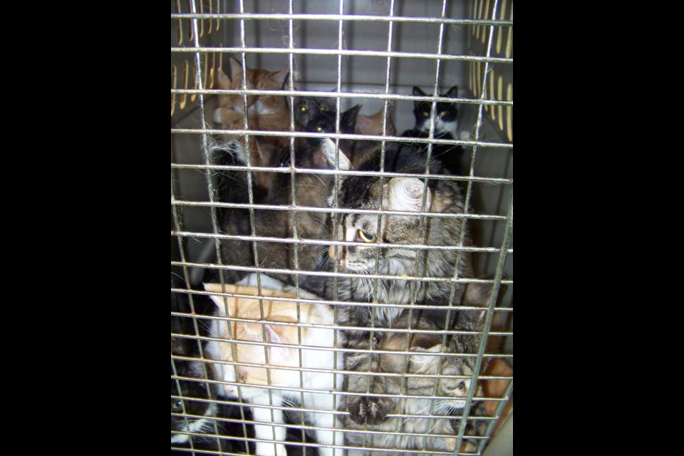 Cats were found crammed into this crate in June 2016 (OSPCA photo)