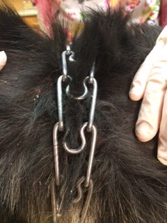 OSPCA officer found the dog had a metal prong collar embedded in its neck (OSPCA photo)