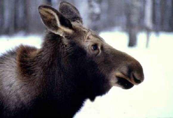 Calf Moose