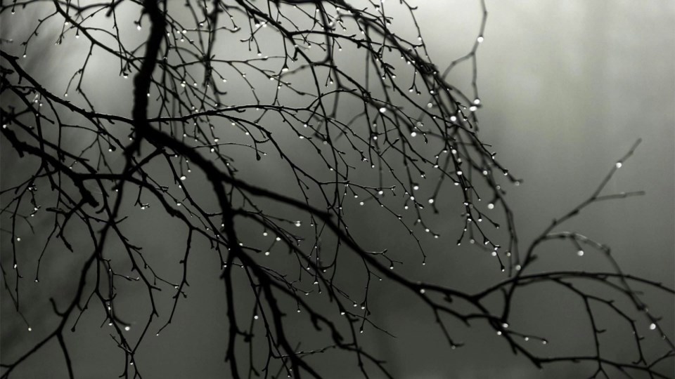 Rain on branches